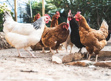 flock of chickens outside