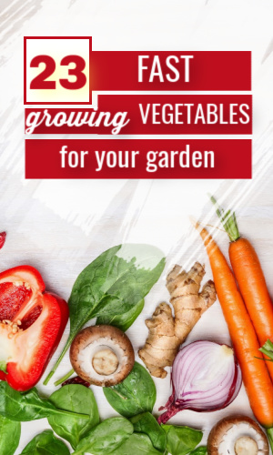 fast growing vegetables