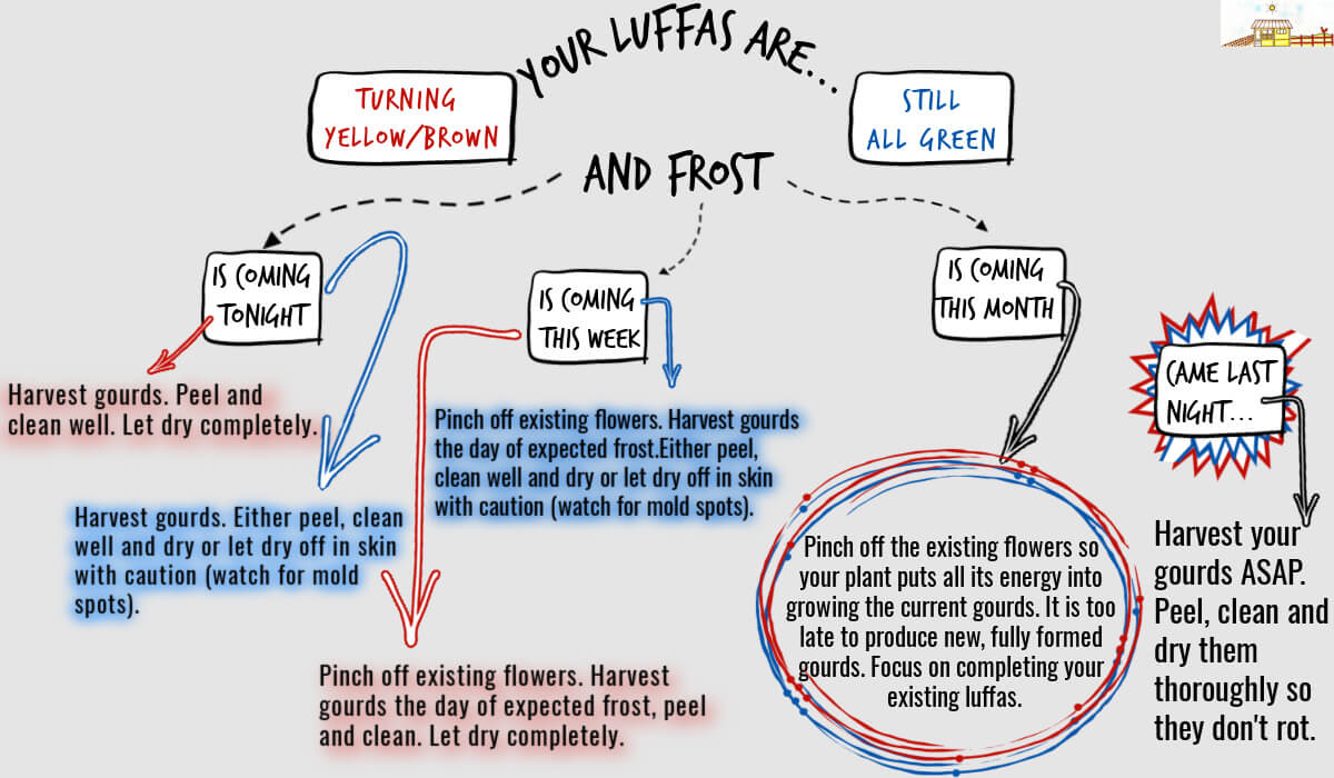  flow chart for harvesting luffas