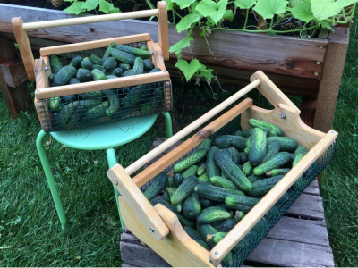 harvest basket