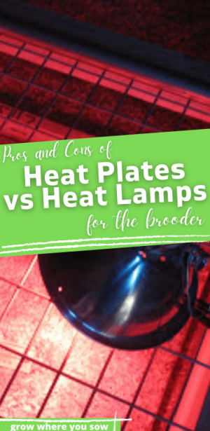 brooder heat plates vs heat lamps