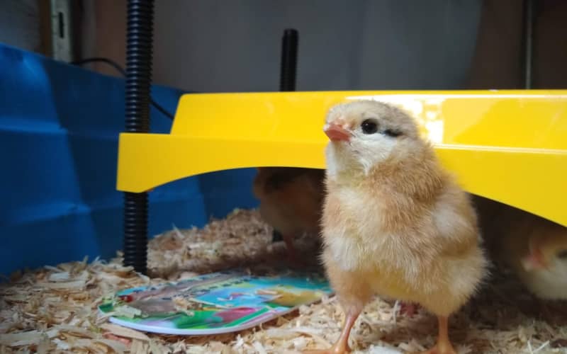 chick under a heat plate