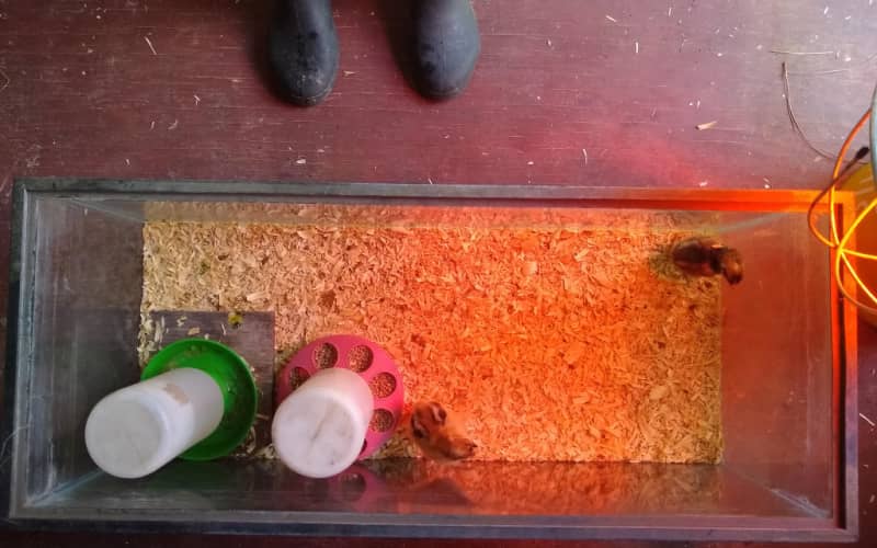 two chicks in a brooder