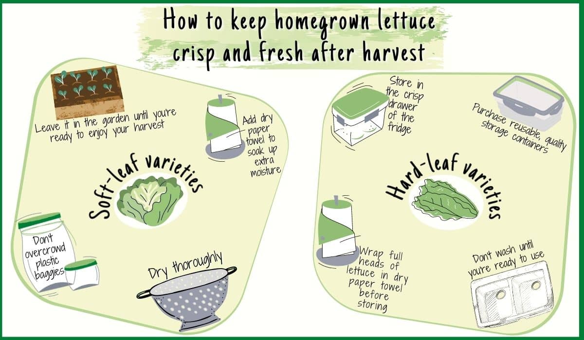 preserving lettuce image