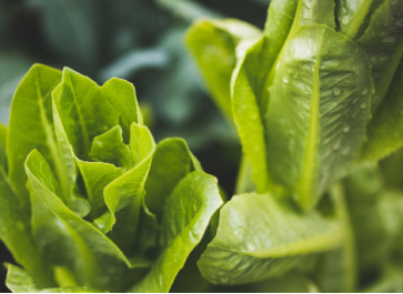 Tips on how to store and preserve homegrown lettuce longer
