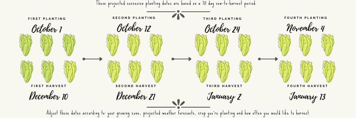 succession planting - romaine lettuce