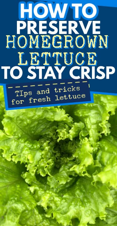 How to Keep Fresh Lettuce Crisp Longer - My Turn for Us