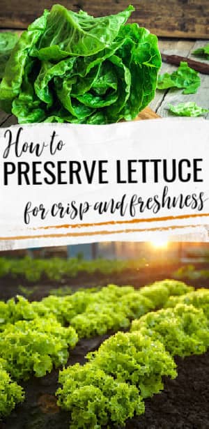 preserving lettuce