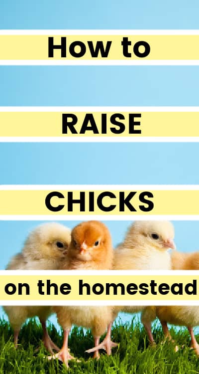 how to raise chicks on the homestead