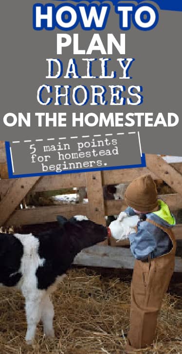 daily chores on the homestead