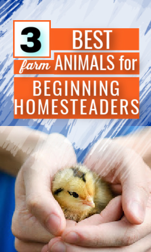 best farm animals for beginners