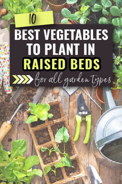 best-vegetables-for-raised-beds-1.jpg