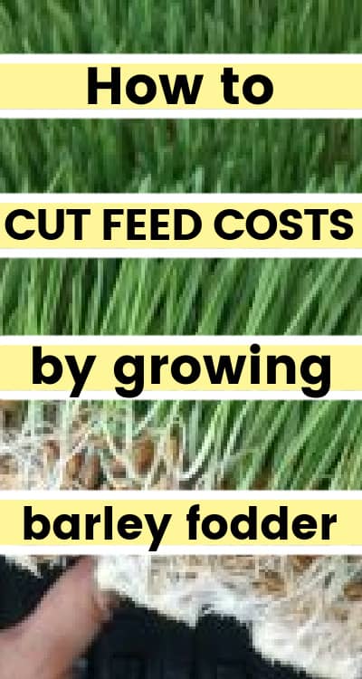 growing barley fodder