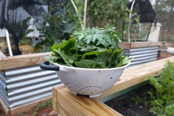 spinach-harvest-1.jpg