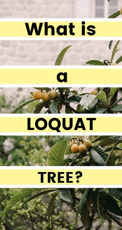 what is a loquat