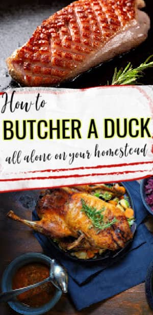 butcher a duck alone