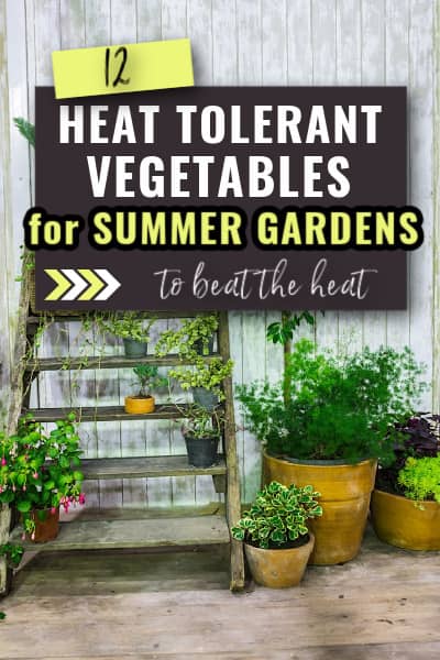 heat tolerant vegetables