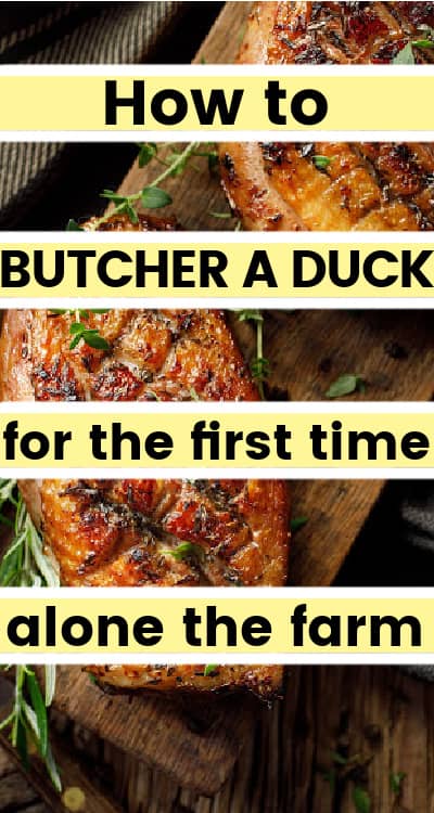 how to blucher a duck