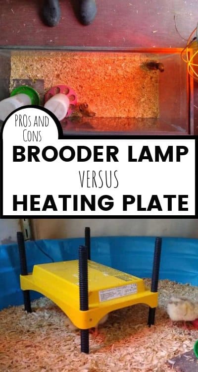 pros and cons - brooder lamps and heat plates